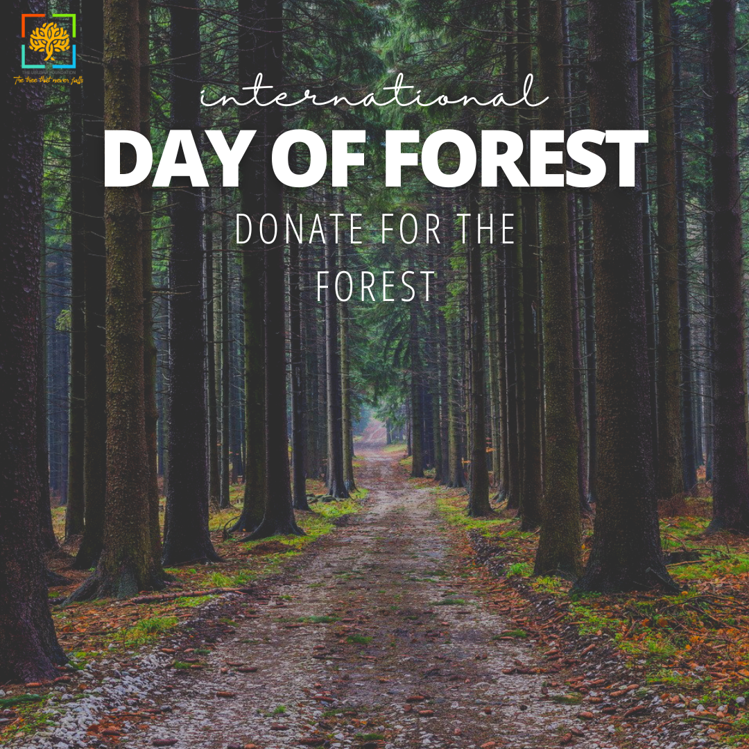 International Day Of Forest Celebration Instagram Post